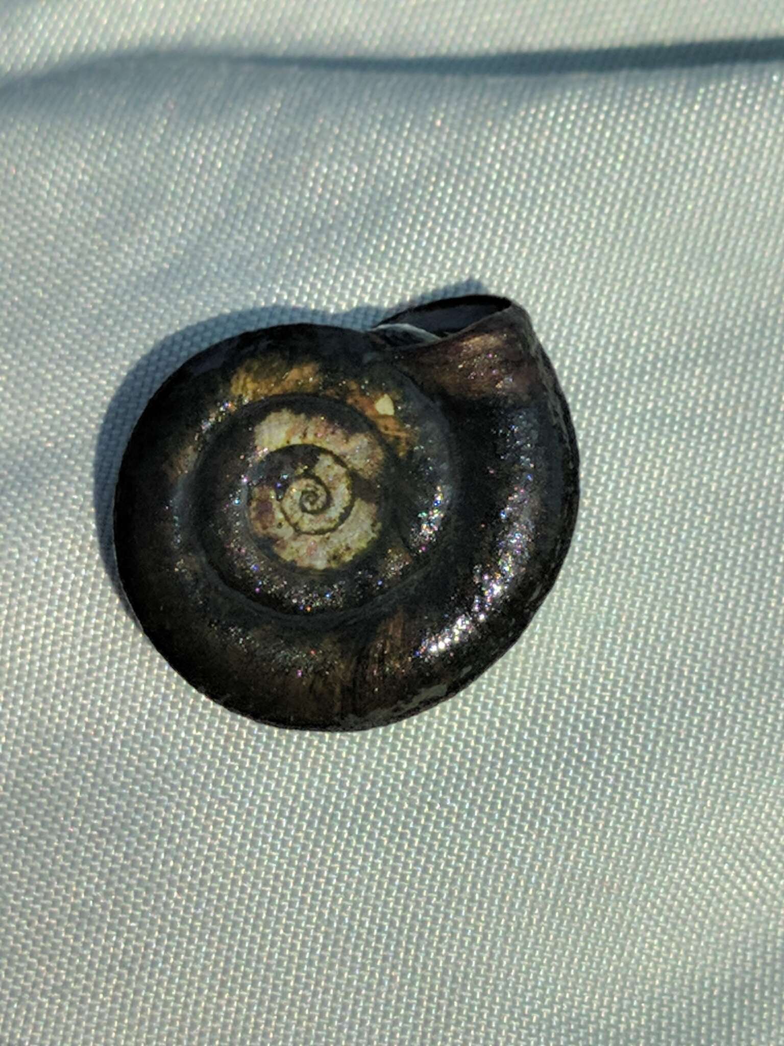 Image of Ram's Horn Snail