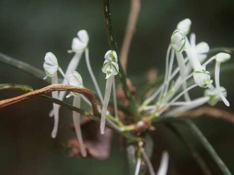 Plancia ëd Microcoelia caespitosa (Rolfe) Summerh.