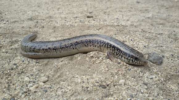 Image of Chalcides ocellatus tiligugu (Gmelin 1789)