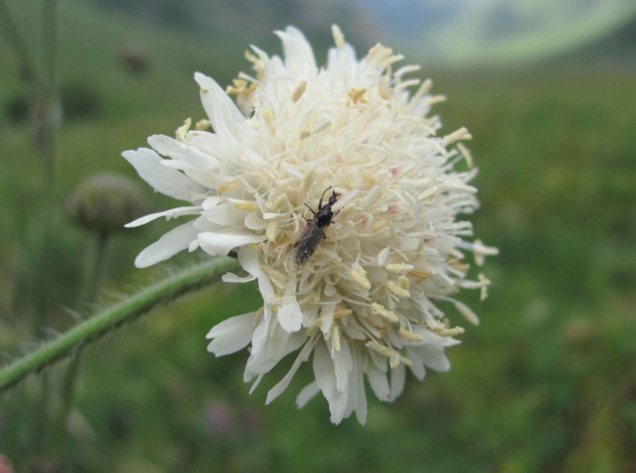 Image of Knautia involucrata Somm. & Lev.