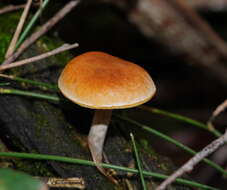 Image of Gymnopilus allantopus (Berk.) Pegler 1965