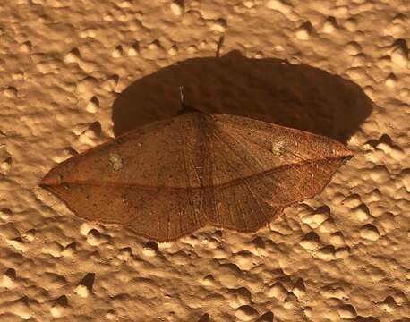 Image of Variable Metallata Moth