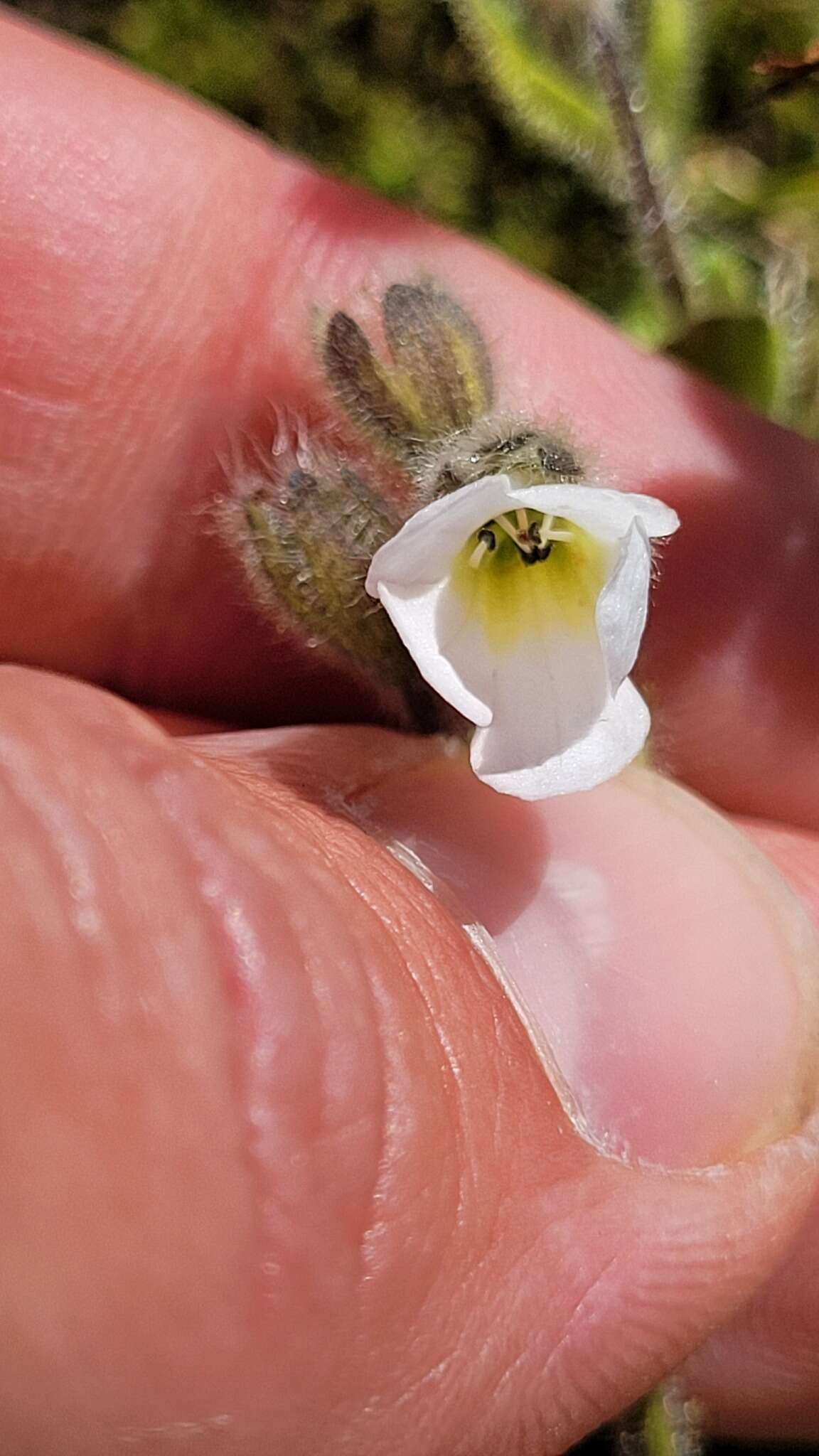 Ourisia confertifolia M. T. Kalin Arroyo resmi