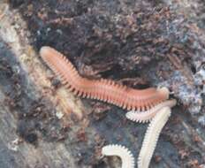 Image of Brachycybe rosea Murray 1877