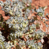 Plancia ëd Atriplex holocarpa F. Müll.