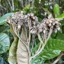 Image of Solanum sooretamum L. d'A. Freire de Carvalho