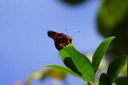 Image of Puerto Rican Checkerspot