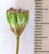 Image of Annesorhiza thunbergii B. L. Burtt
