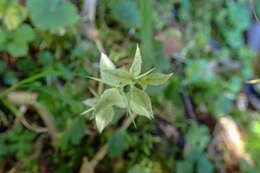 Prinsepia scandens Hayata的圖片