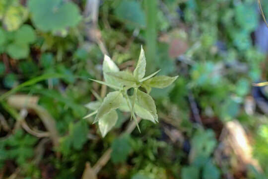 Image of Prinsepia scandens Hayata