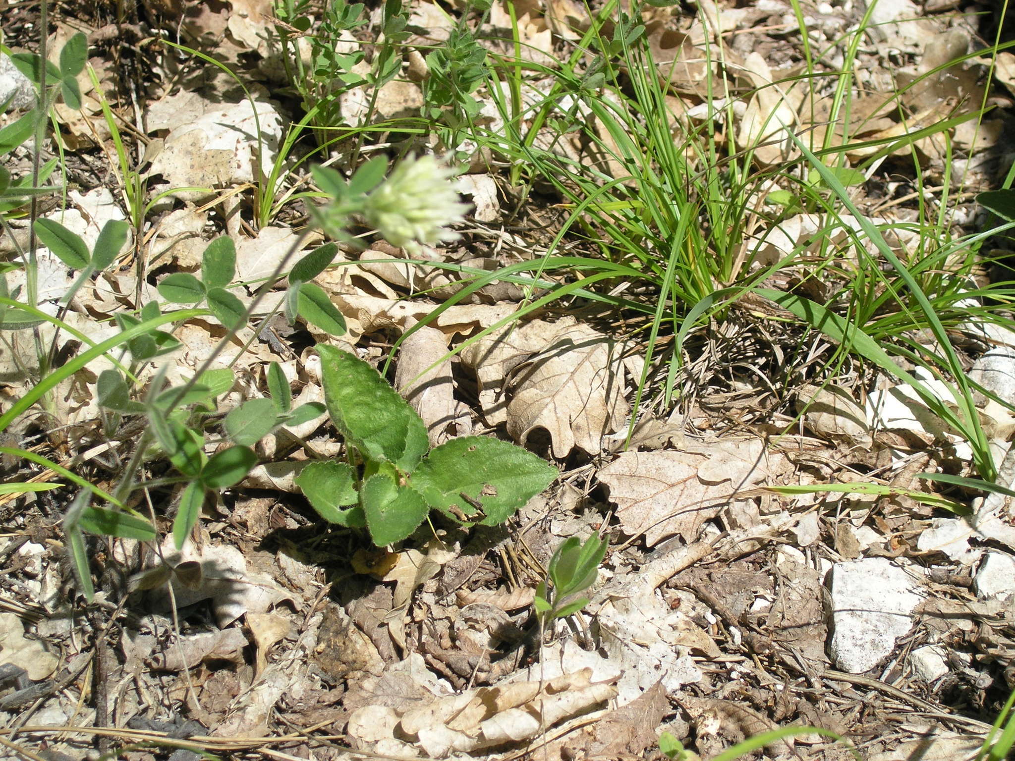 Image of Trifolium caucasicum Tausch