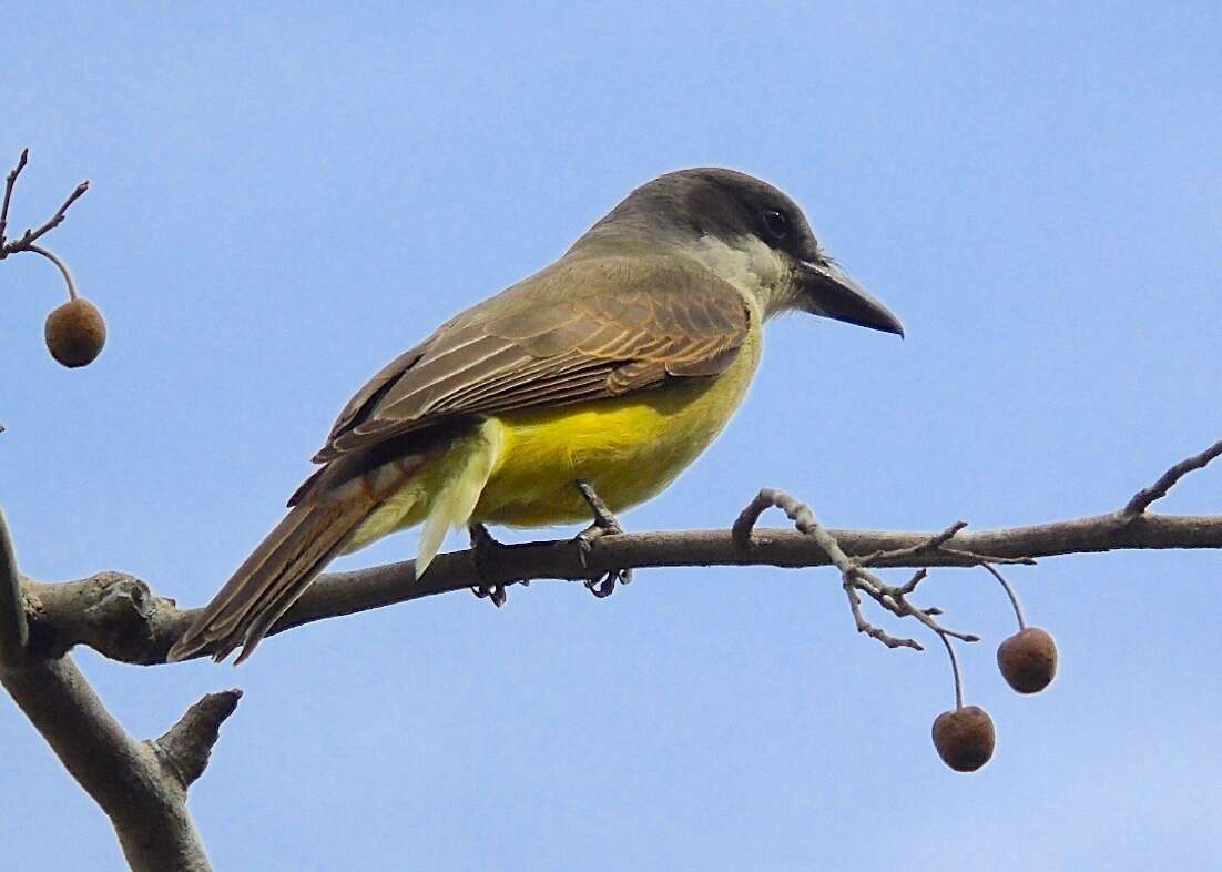 Image of Thick-billed Kingbird