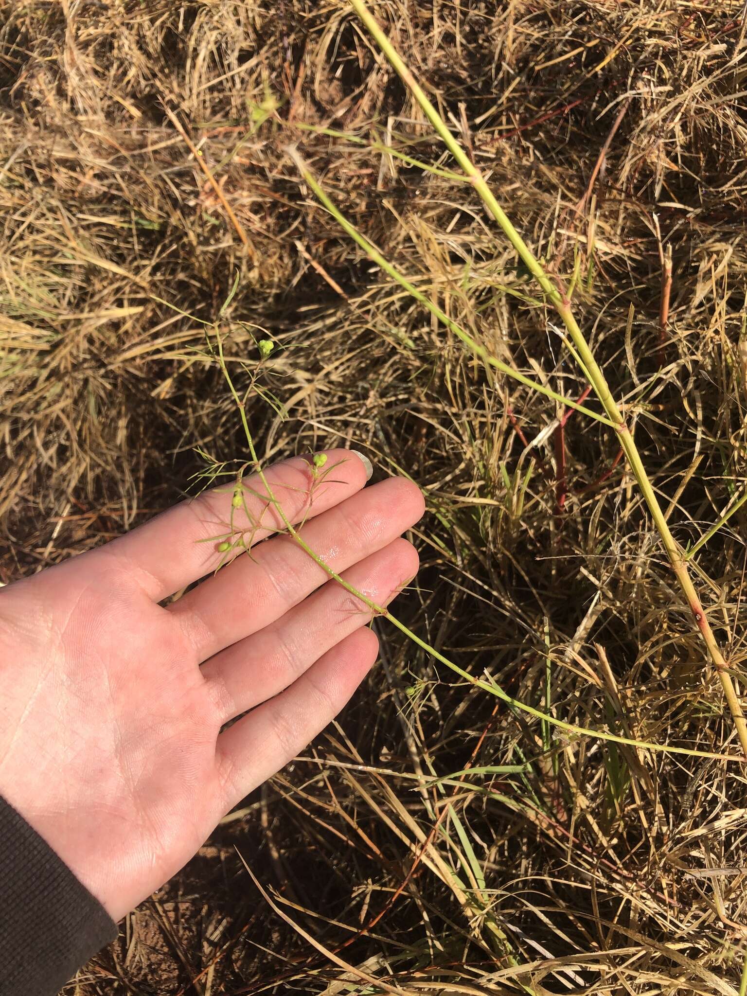 Image of sixangle spurge