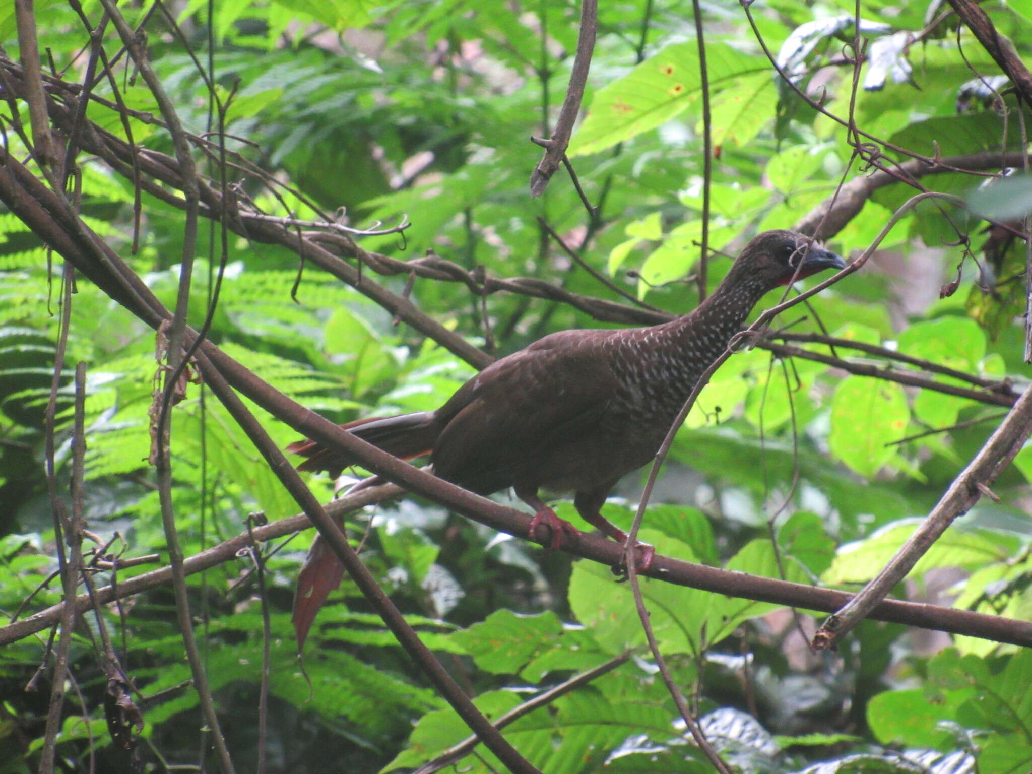 Image of Speckled Chachalaca