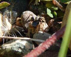 Image of Habronattus captiosus (Gertsch 1934)