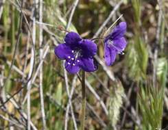 Image of Parry's phacelia