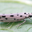 Image of Ethmia dodecea Haworth 1828