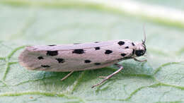 Image of Ethmia dodecea Haworth 1828