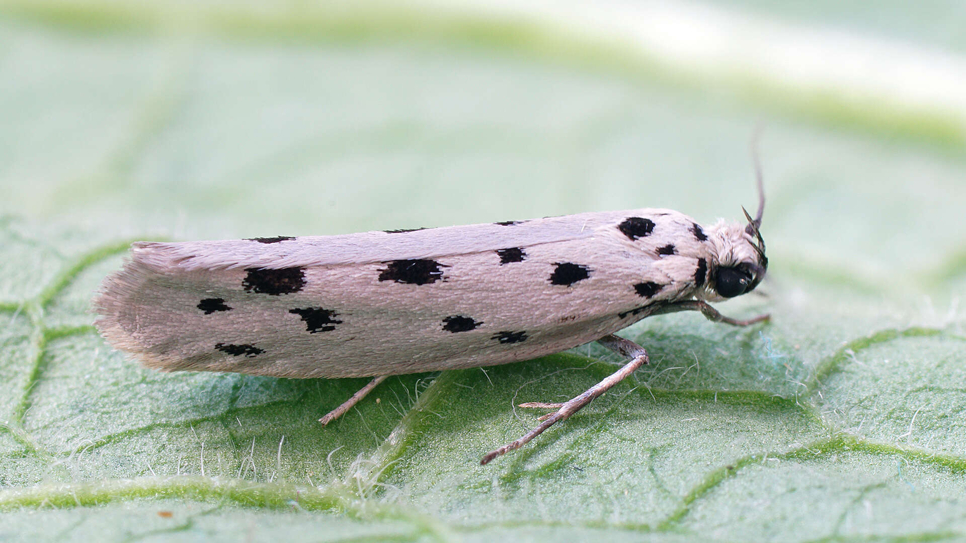 Image of Ethmia dodecea Haworth 1828