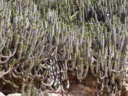 Euphorbia officinarum L. resmi