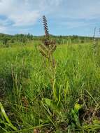 Image of black false hellebore