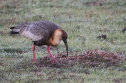 Sivun amazonianiibis kuva