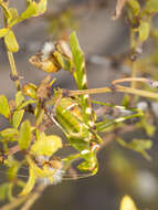 Image of Creosote Bush Katydid