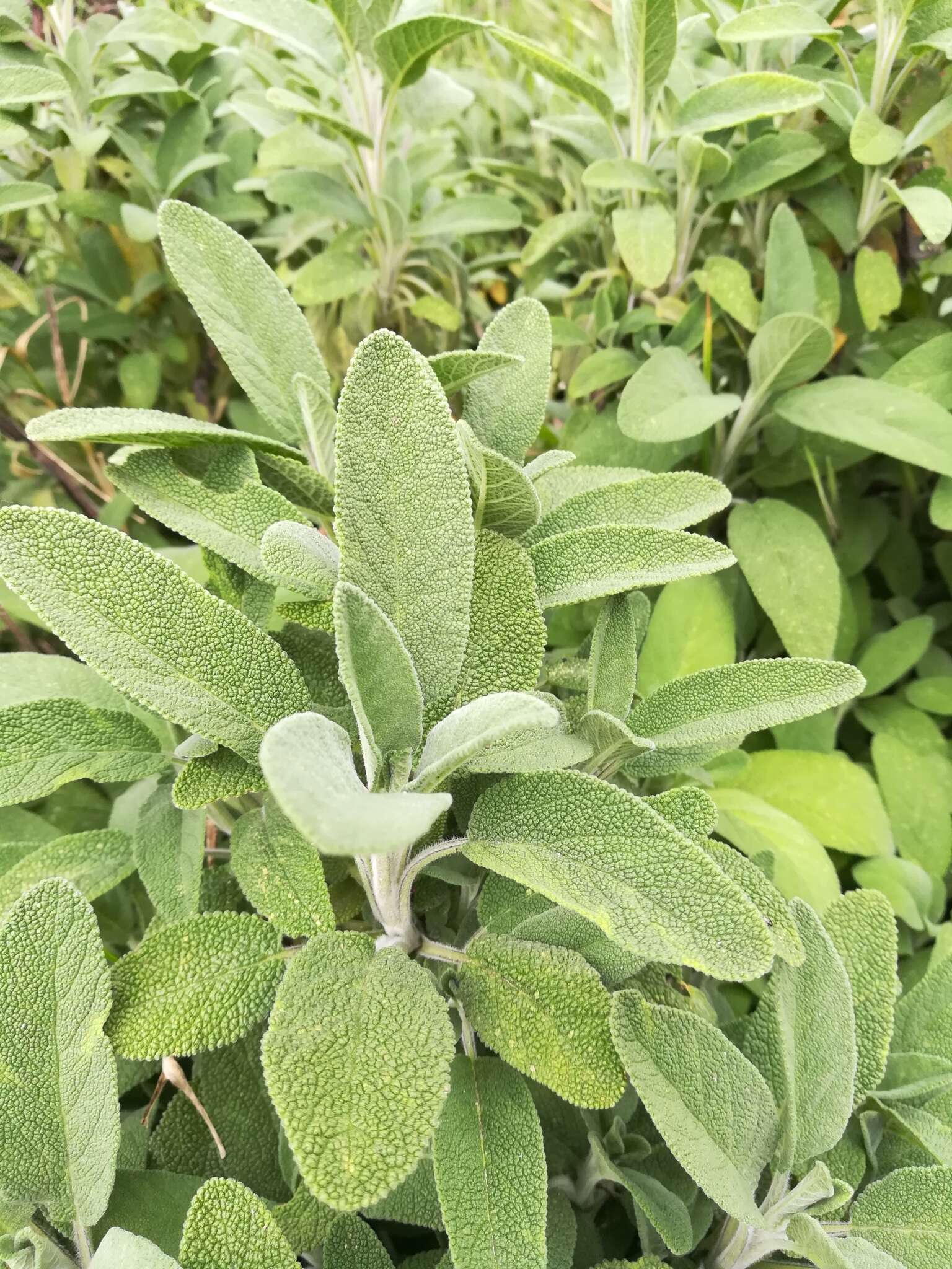 Imagem de Salvia officinalis L.