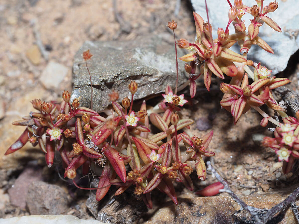 Image of Crassula expansa subsp. expansa