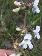 Image de Penstemon albidus Nutt.