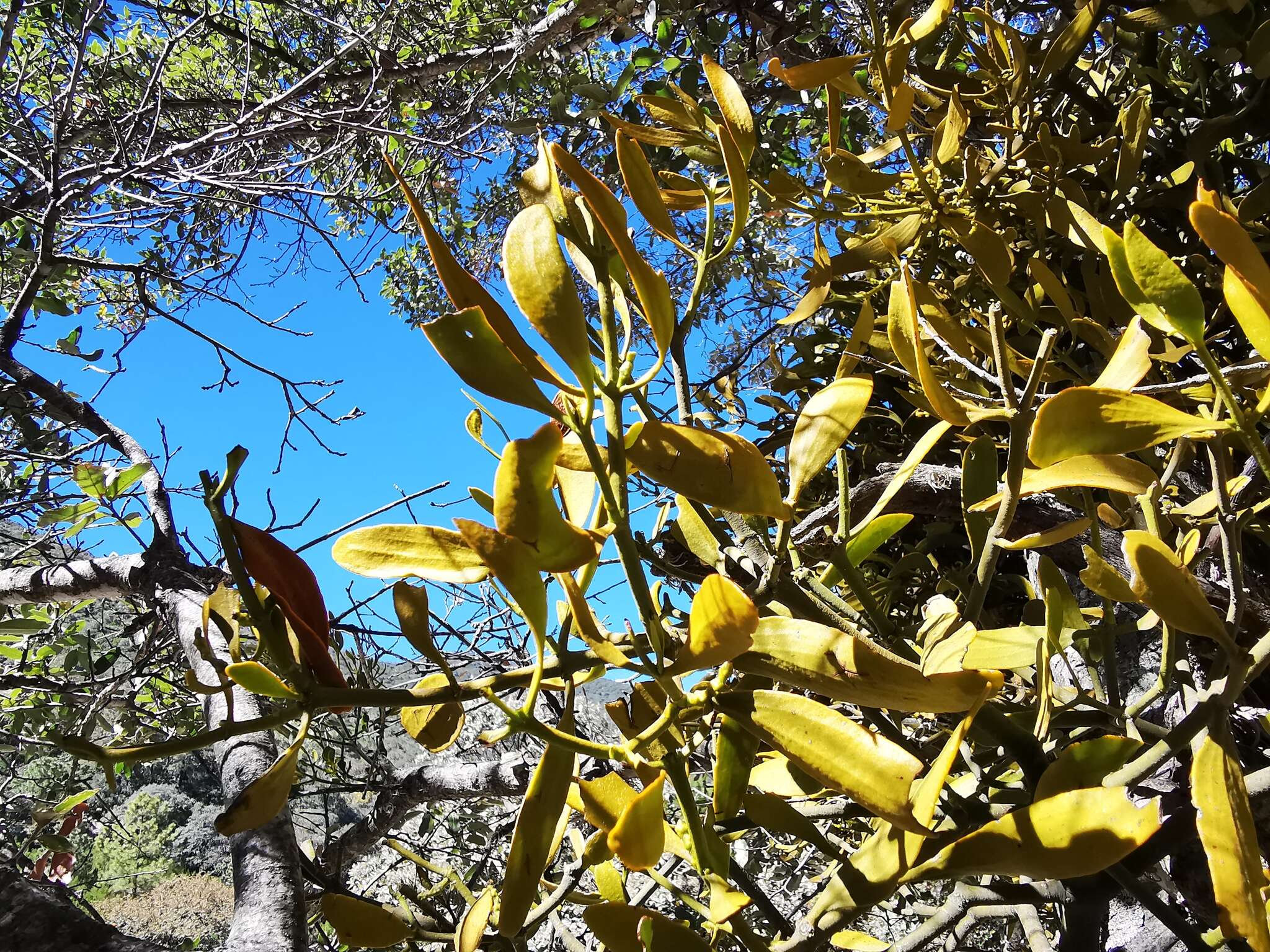 Image of Phoradendron lanceolatum Engelm. ex A. Gray