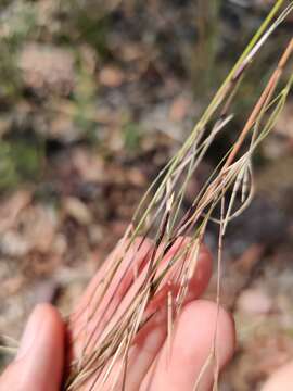 Plancia ëd Anisopogon