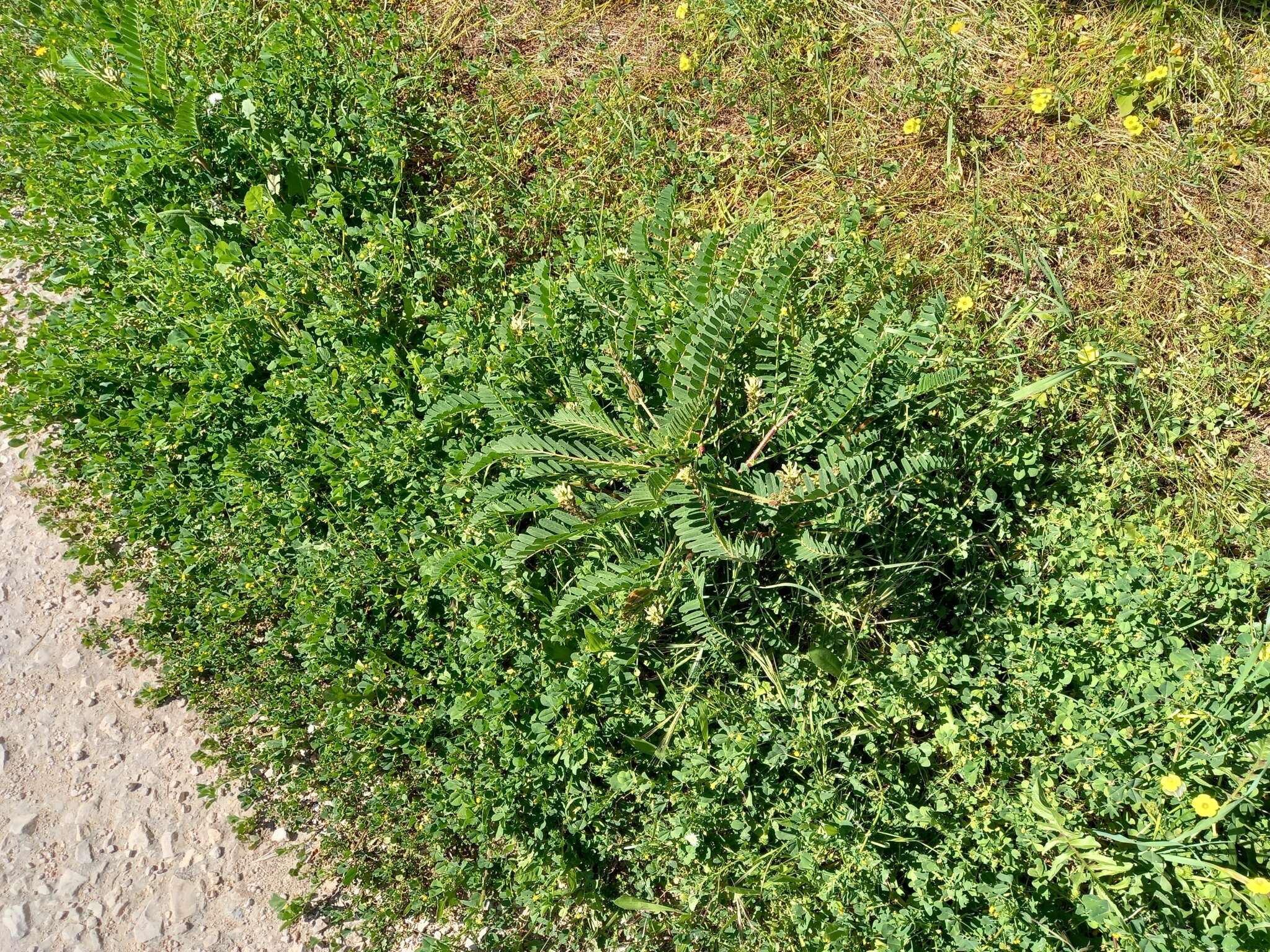 Image of Yellow Milk-vetch