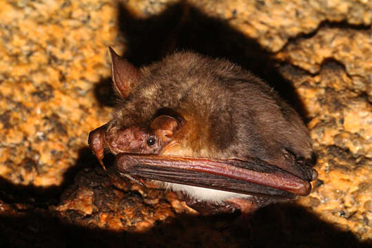 Image of Lesser Mouse-eared Bat