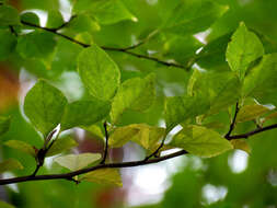 Image of Japanese snowbell