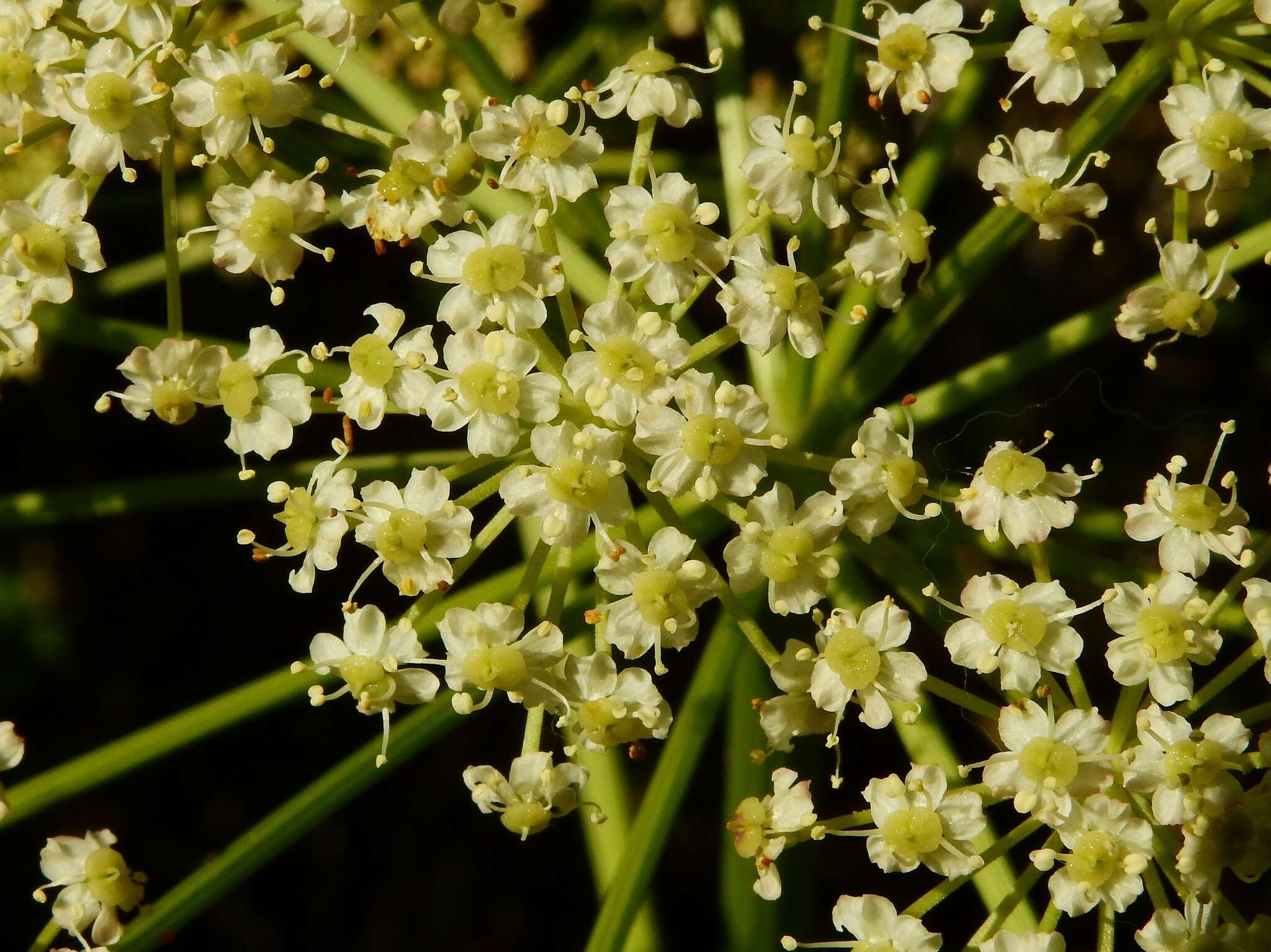 Ligusticum porteri Coult. & N. E. Rose resmi