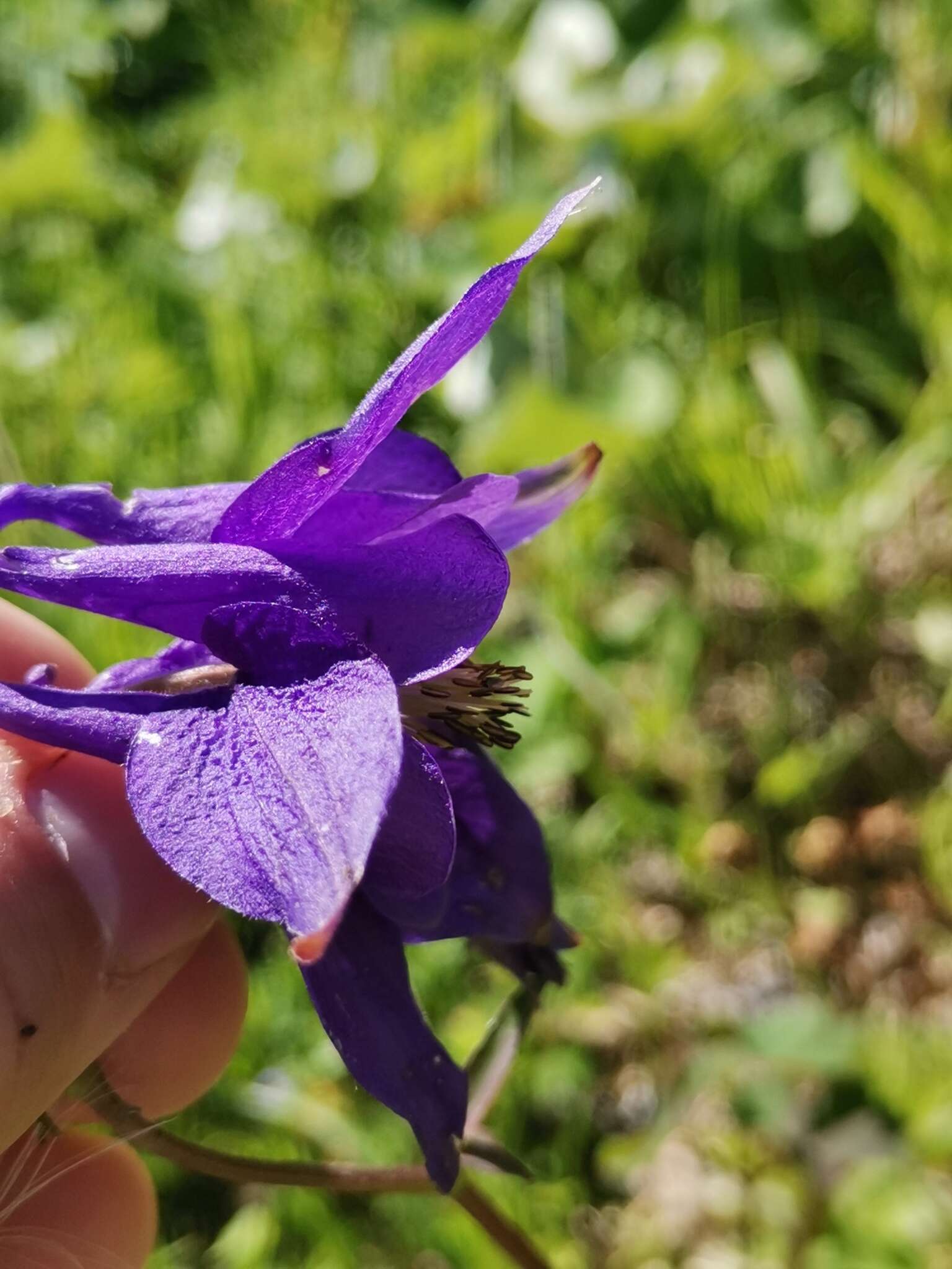 Слика од Aquilegia nigricans Baumg.