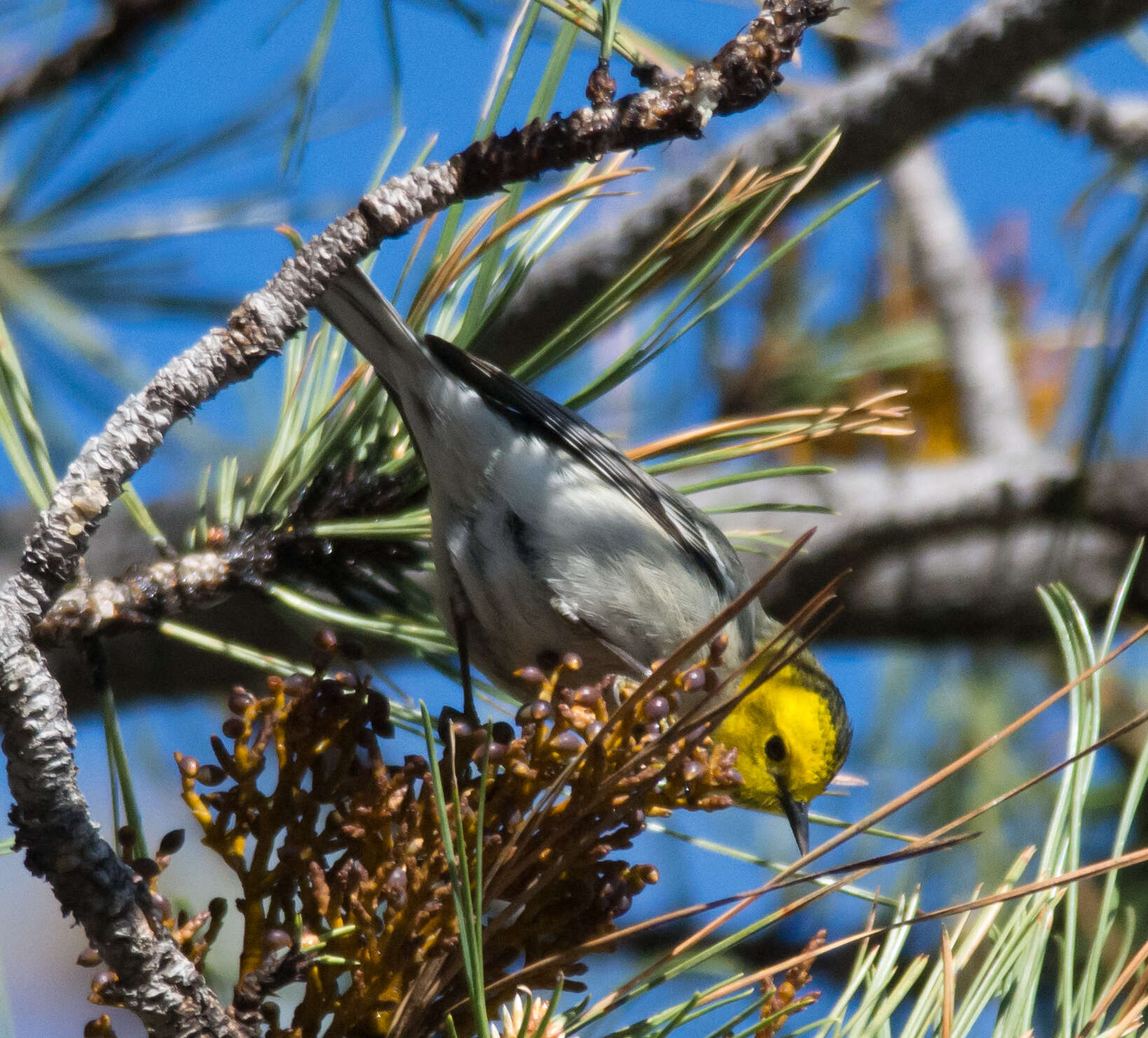 Image of Hermit Warbler