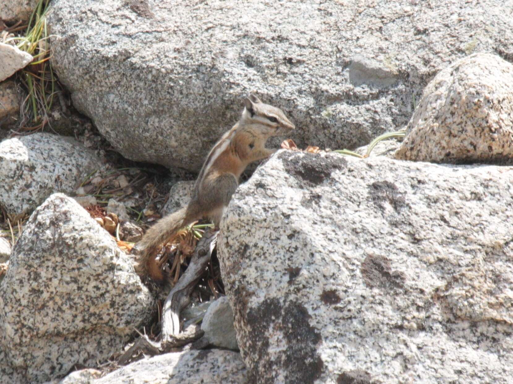 Image of Panamint Chipmunk