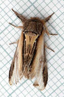 Image of Greater Swallow Prominent