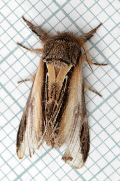 Image of Greater Swallow Prominent