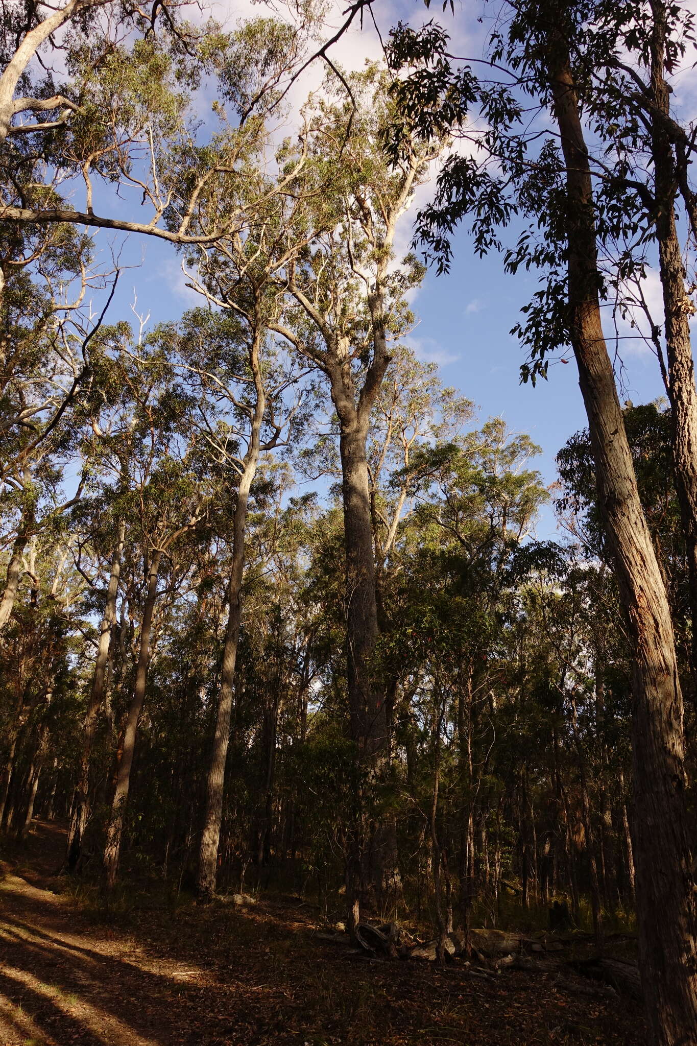 Image of red bloodwood