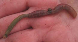 Image of lugworm