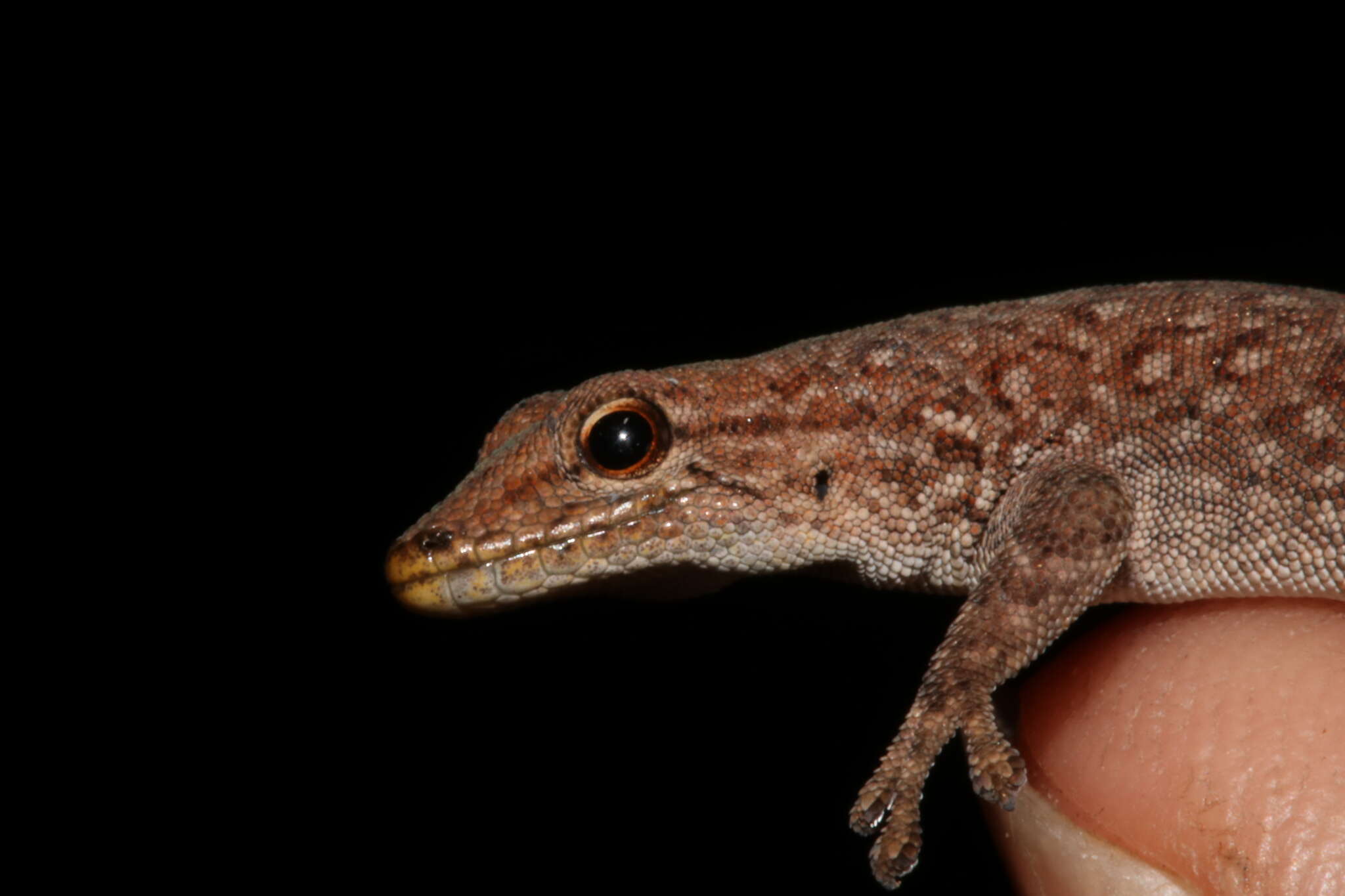 Image of Lygodactylus soutpansbergensis