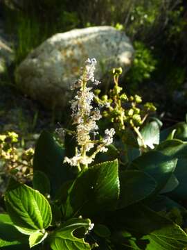 Image of feltleaf ceanothus