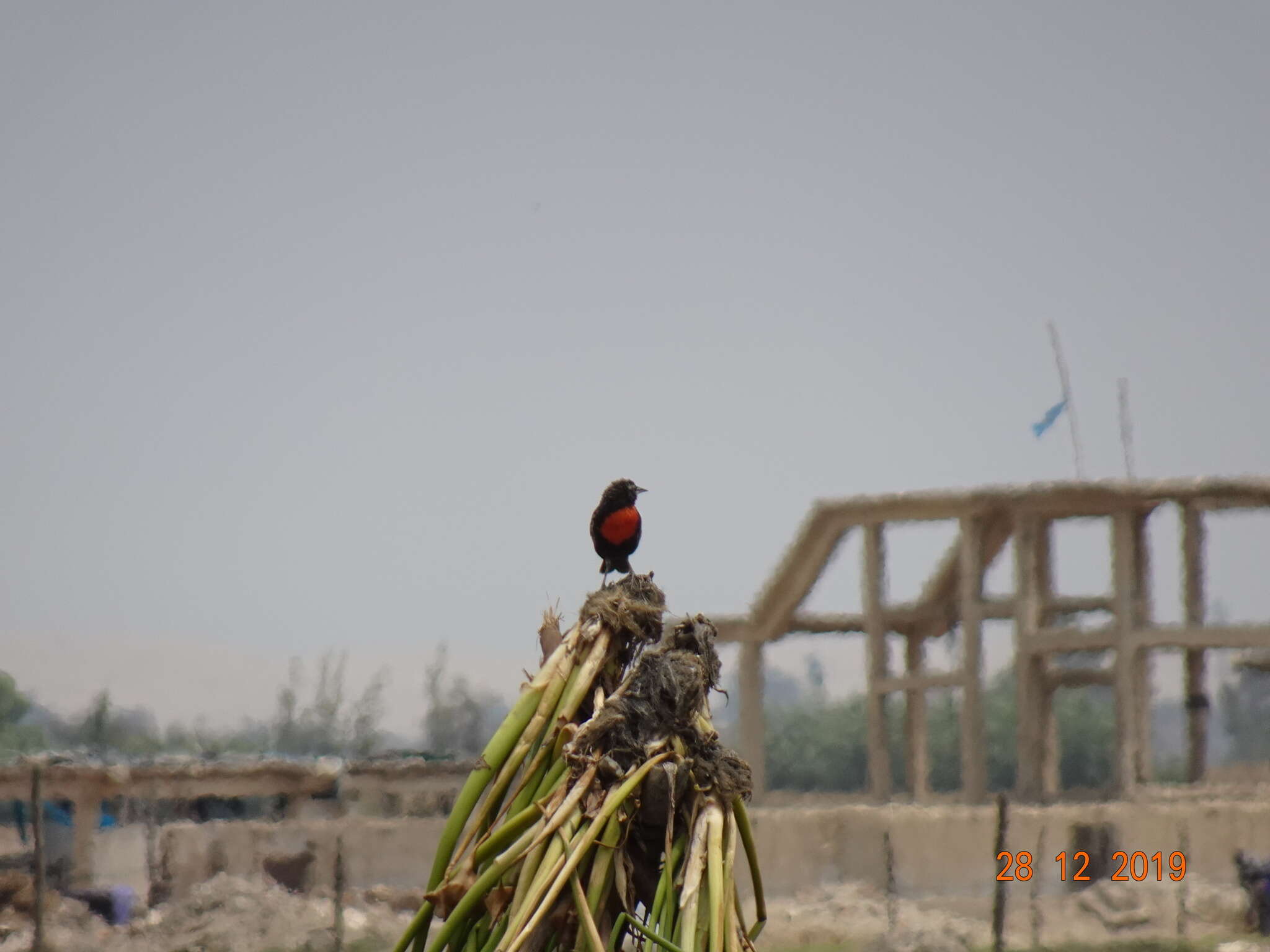 Image of Peruvian Meadowlark