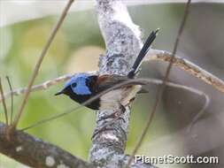 Image of Lovely Fairy-wren