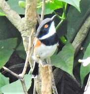 صورة Batis capensis (Linnaeus 1766)