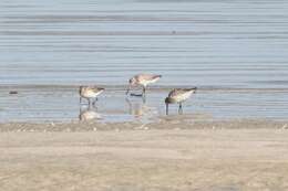 Limosa lapponica lapponica (Linnaeus 1758)的圖片