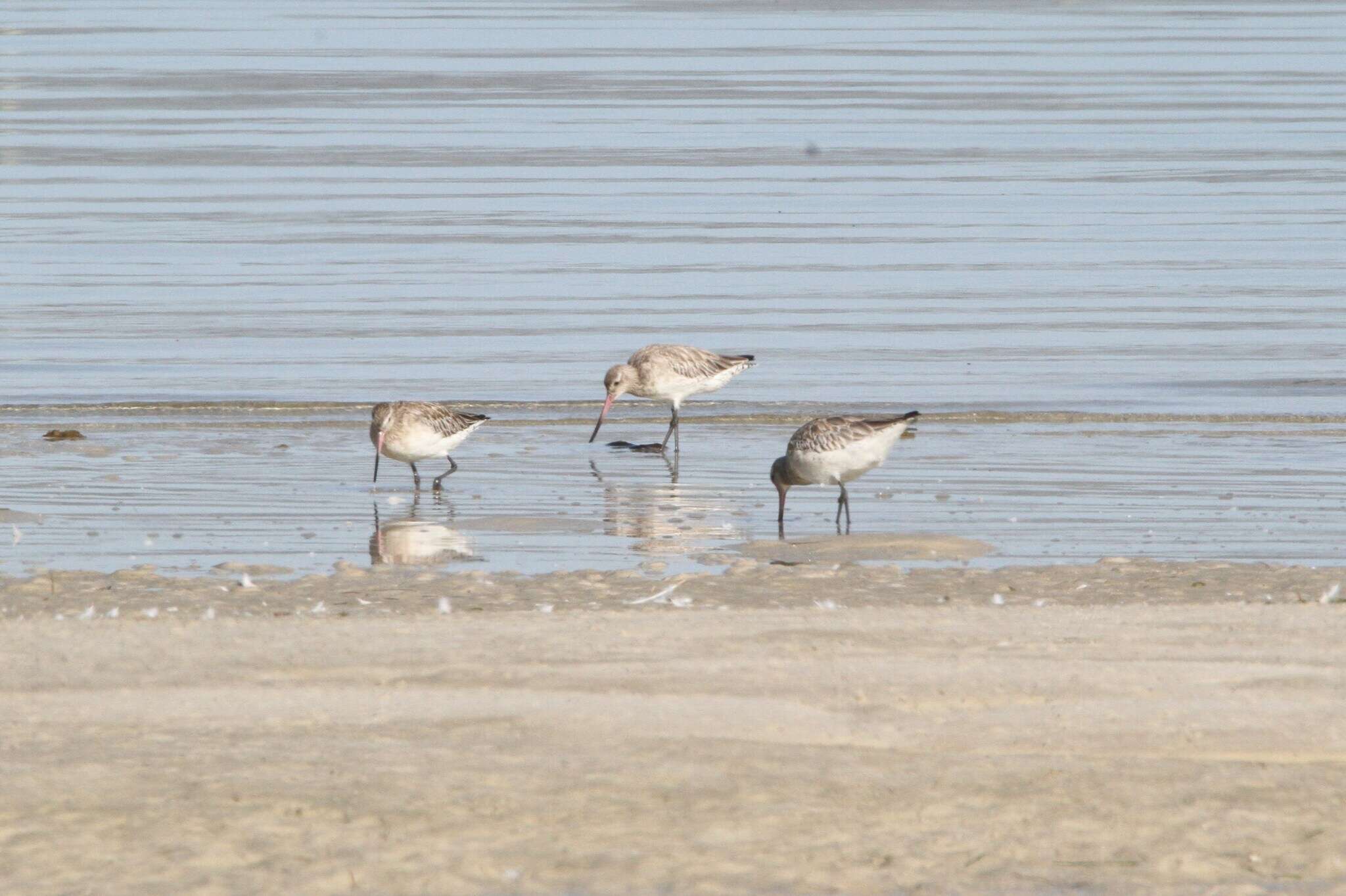 Limosa lapponica lapponica (Linnaeus 1758)的圖片